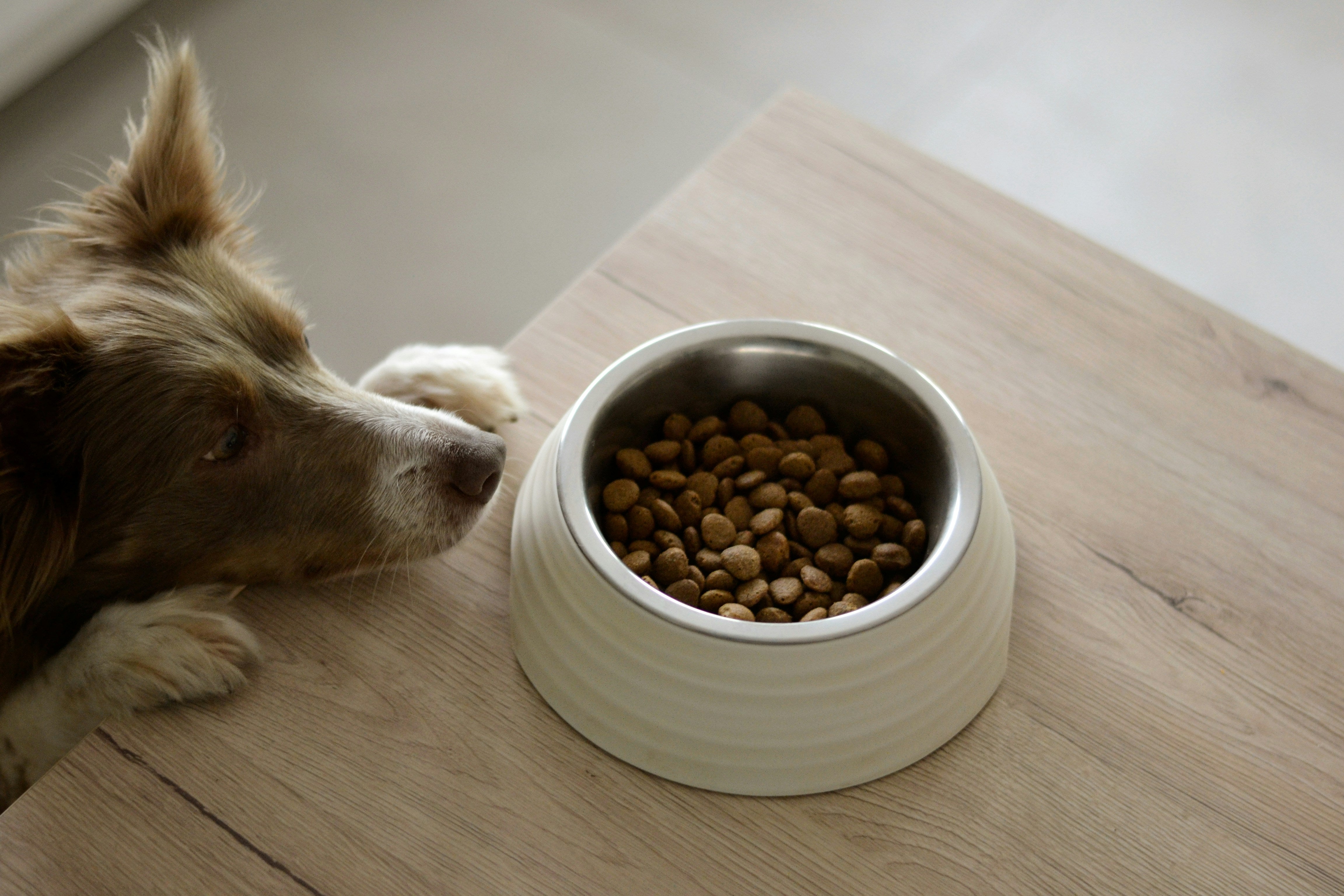 The Subtle Art of Keeping Pet Food Fresh: Why Packaging Matters More Than You Think