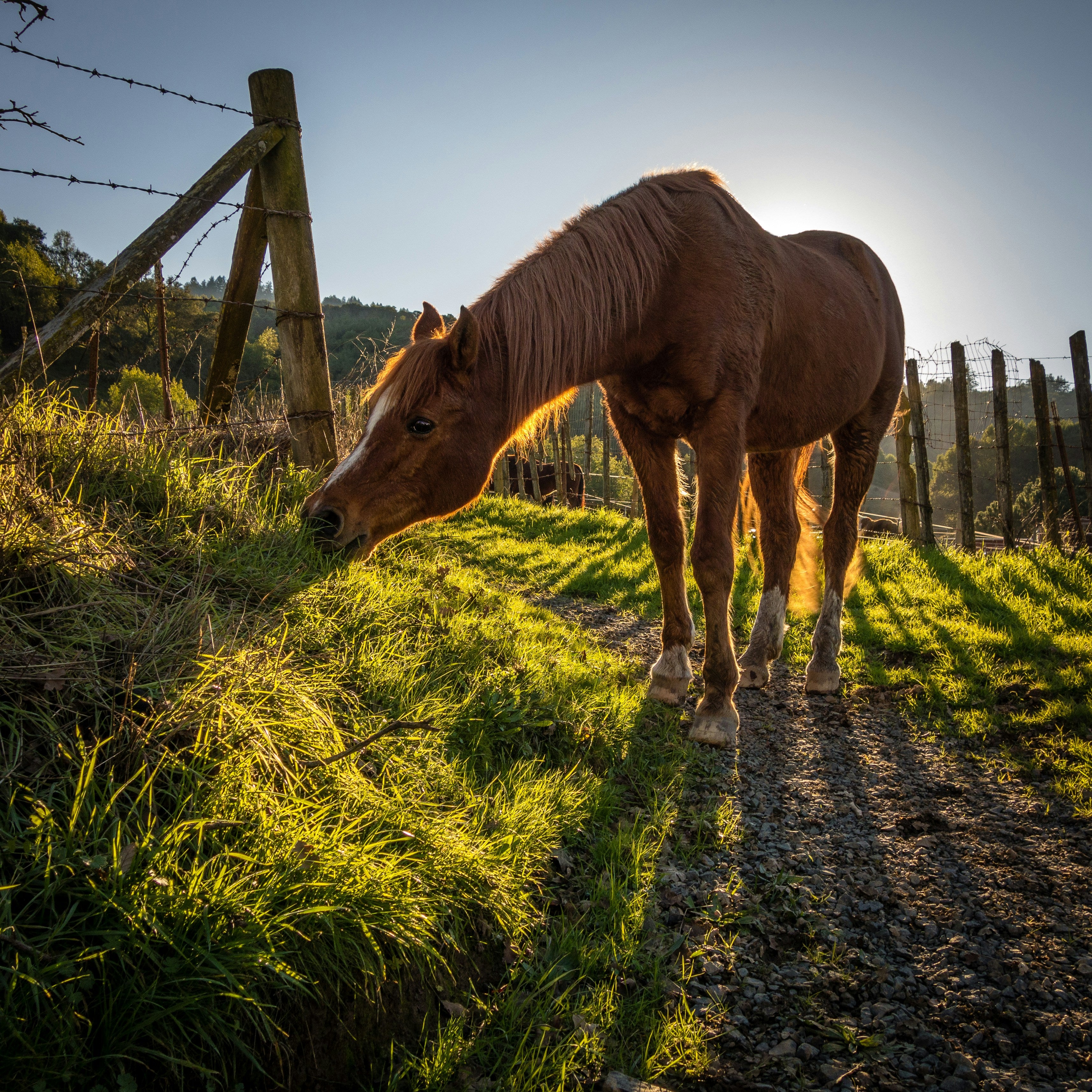 The Benefits of Using Eco-Friendly Packaging for Pet Products